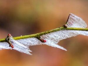 frosty-branches-2033684_960_720