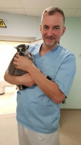 dr Wrzosek z lemurem