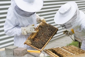 beekeeper-2650663_960_720
