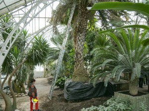 Rewitalizacja palmiarni