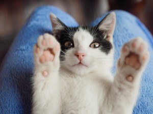 White cat lies on woman's knees