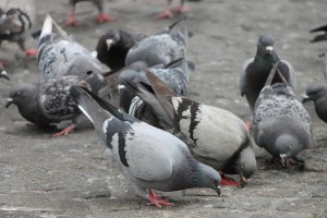city-pigeons-4386572_1920