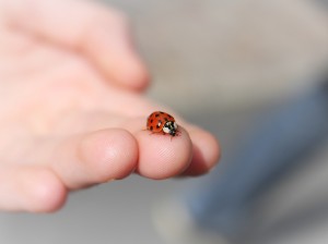 ladybug-2933560_1280