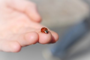ladybug-2933560_1280