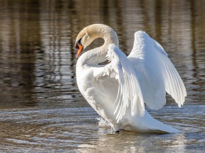 swan-7842666_1280