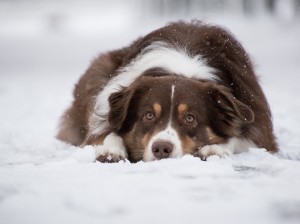 australian-shepherd-5902417_1280